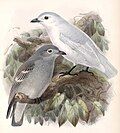 Snowy cotinga