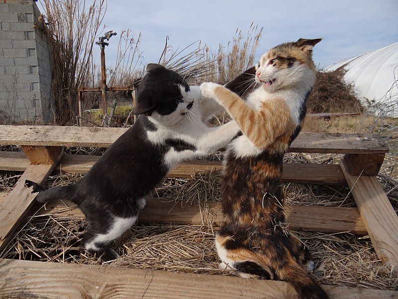 File:Catch cats.JPG