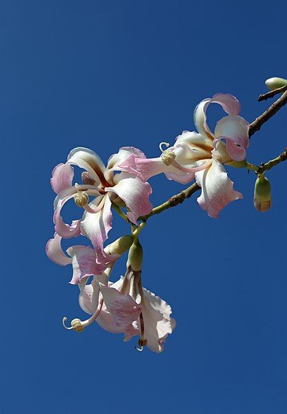 File:Ceiba speciosa R11.jpg