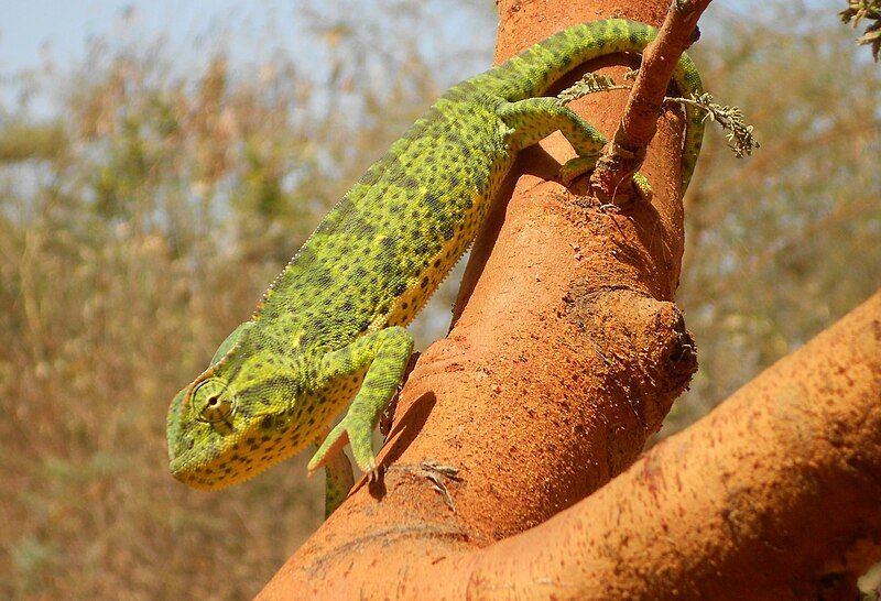 File:Chamaeleo senegalensis.JPG