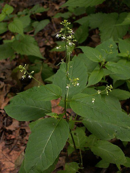 File:Circaea-canadensis-2014-06-20-Highland-Park-01.jpg