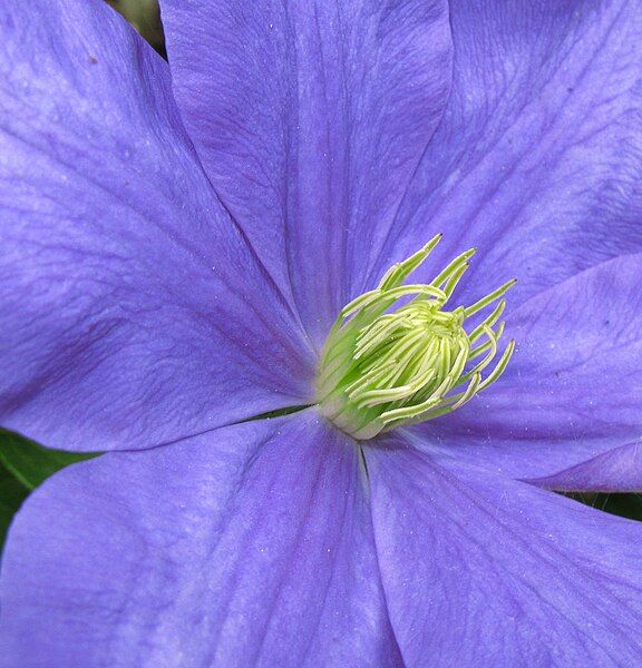 File:Clematis 'Mrs Cholmondeley'.jpg