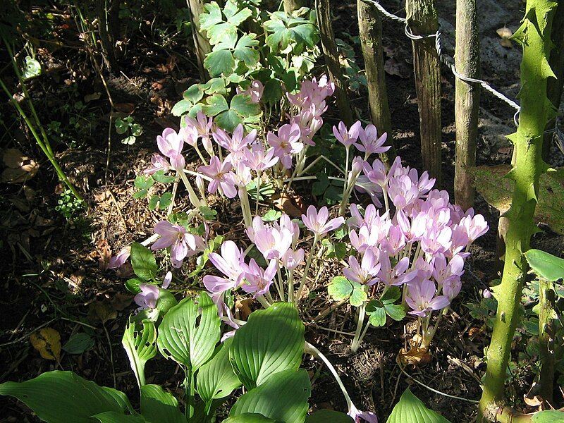 File:Colchicum byzantinum004.jpg