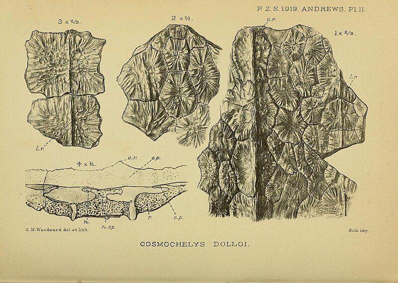 File:Cosmochelys dolloi shell.jpg