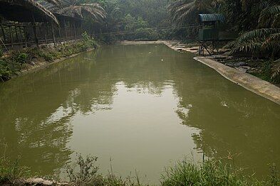 The view of the crocodile pond in 2016.