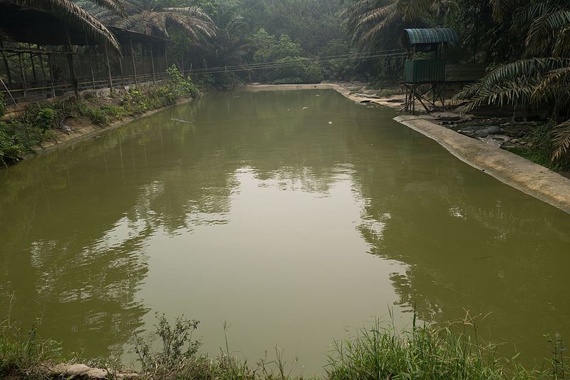 File:Croc pond (24657680436).jpg