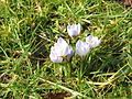 Crocus 'Blue Pearl'