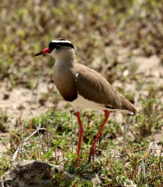 File:Crowned Lapwing, Tanzania.jpg