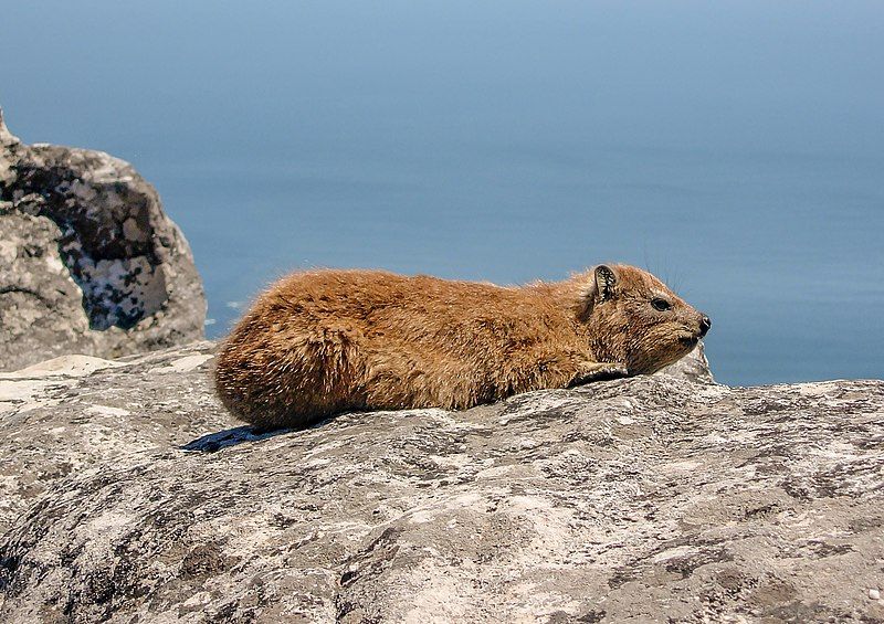 File:Dassie 2.jpg