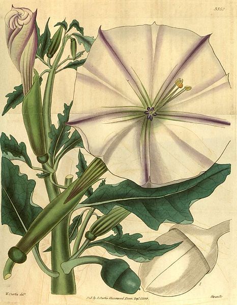 File:Datura ceratocaula.jpg