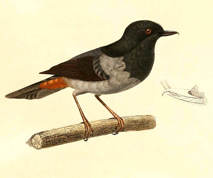 File:Diglossa carbonaria 1847.jpg