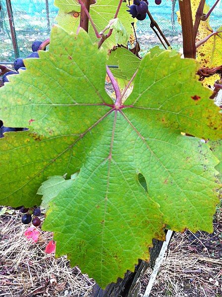 File:Dolcetto leaf.JPG