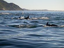 Group of dolphins with their dorsal fins up the surface