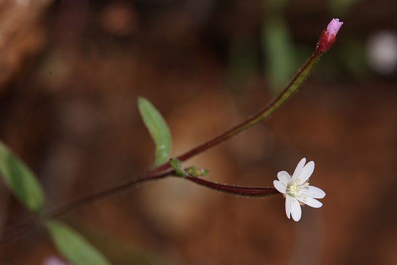 File:Epilobium minutum 4569.JPG