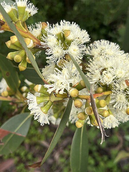 File:Eucalyptus langleyi 01.jpg