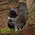 Spruce Grouse