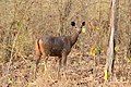 Sambar female with shorter horn