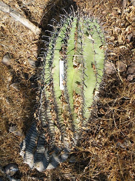 File:Ferocactus herrerae (5768642727).jpg