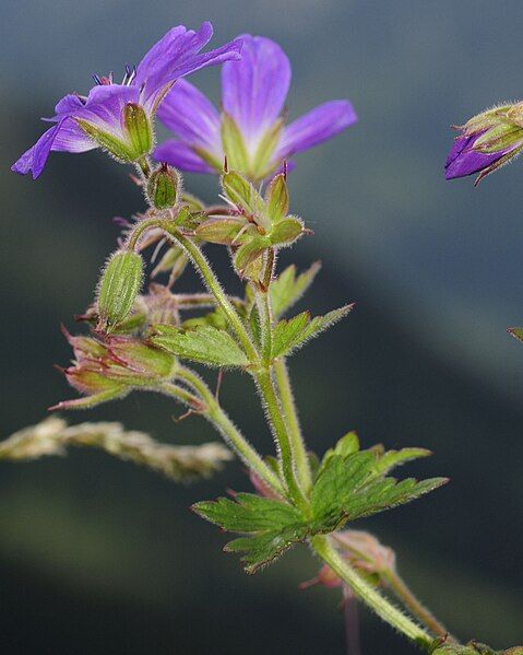 File:Geranium sylvaticum (1).JPG