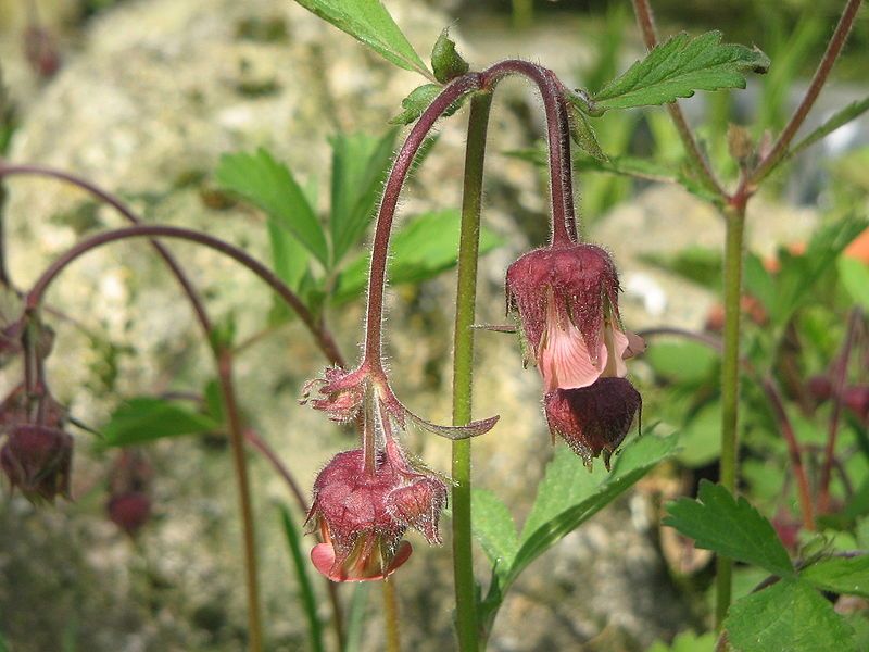 File:Geum rivale flowers.jpg