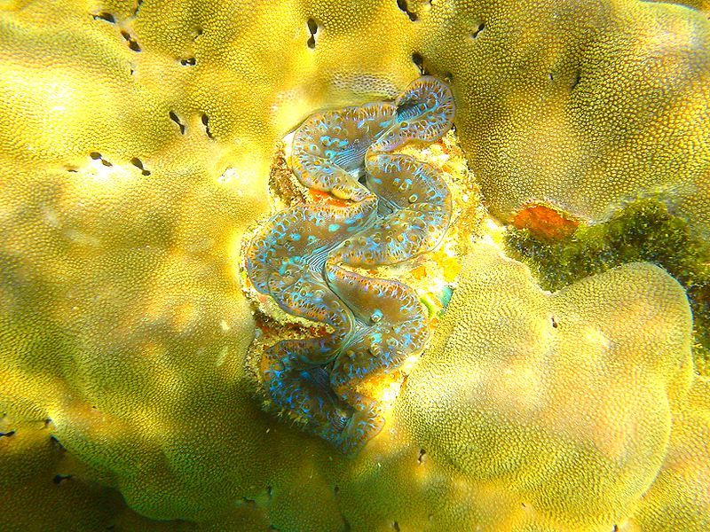 File:Giant clam2 Mahe.jpg