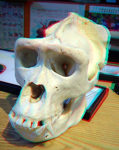 File:Gorilla skull-3D.jpg