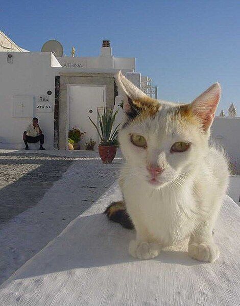 File:Greece-Cat.jpg