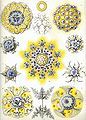 Polycyttaria ; Collosphaera (radiolarian)