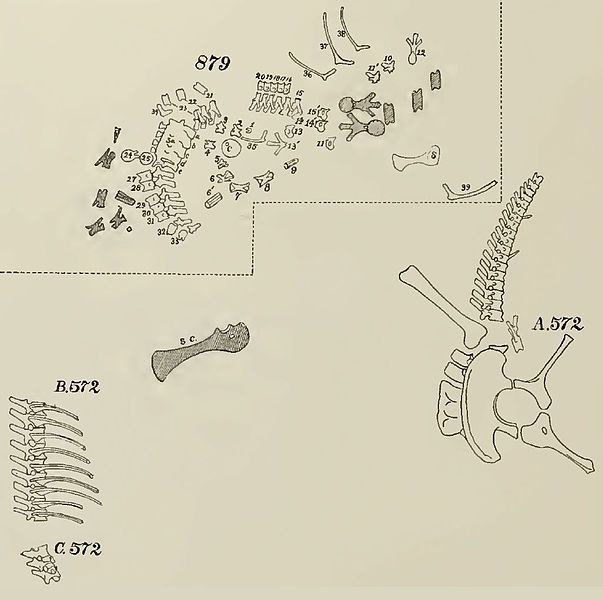 File:Haplocanthosaurus in situ.jpg