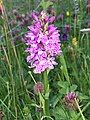 Image 2A Hebridean spotted orchid in machair on Lewis Credit: Etherp