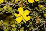 Hibbertia devitata