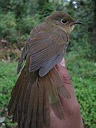 Juvenile female from Arunachal Pradesh, India