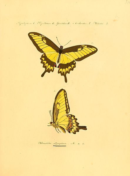 File:Hubner1821SammlExotSchmett2Plate100.jpg