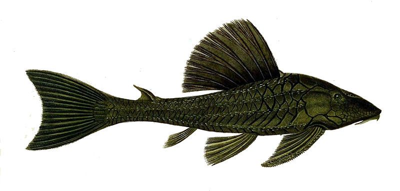 File:Hypostomus commersoni.jpg