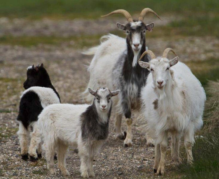 File:Icelandic goats.jpg