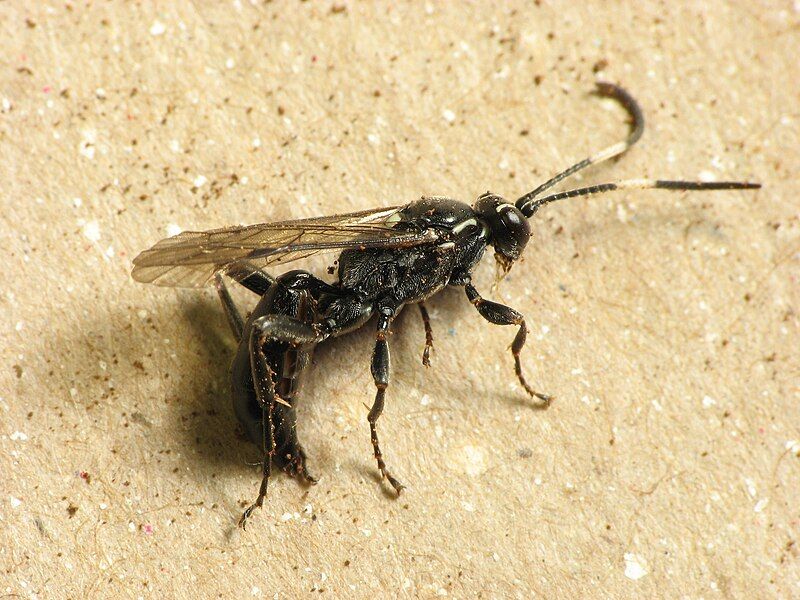 File:Ichneumon mendax female.jpg