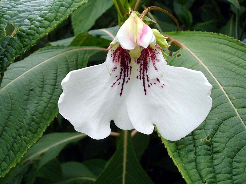 File:Impatiens tinctoria1b.UME.jpg