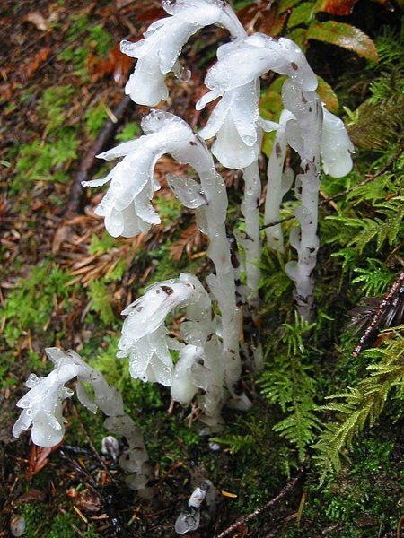 File:Indian pipe PDB.JPG