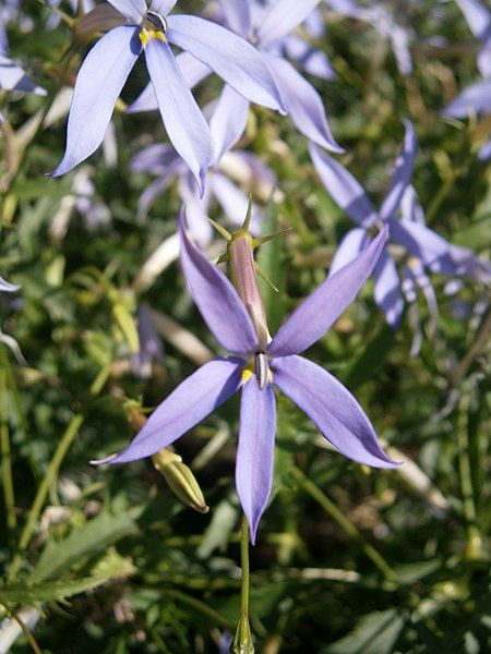 File:Isotoma axillaris03.jpg