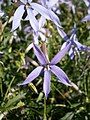 Lithotoma axillaris close-up