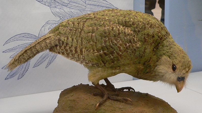 File:Kakapo5.jpg