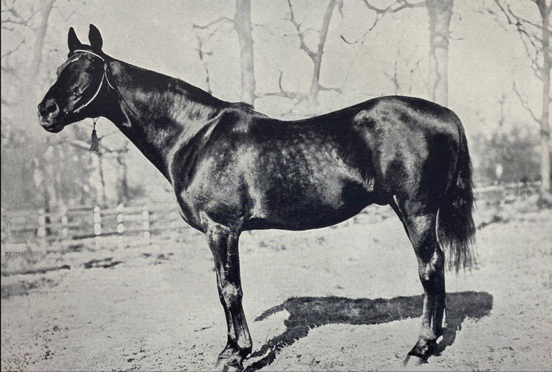 File:Kingston horse.png