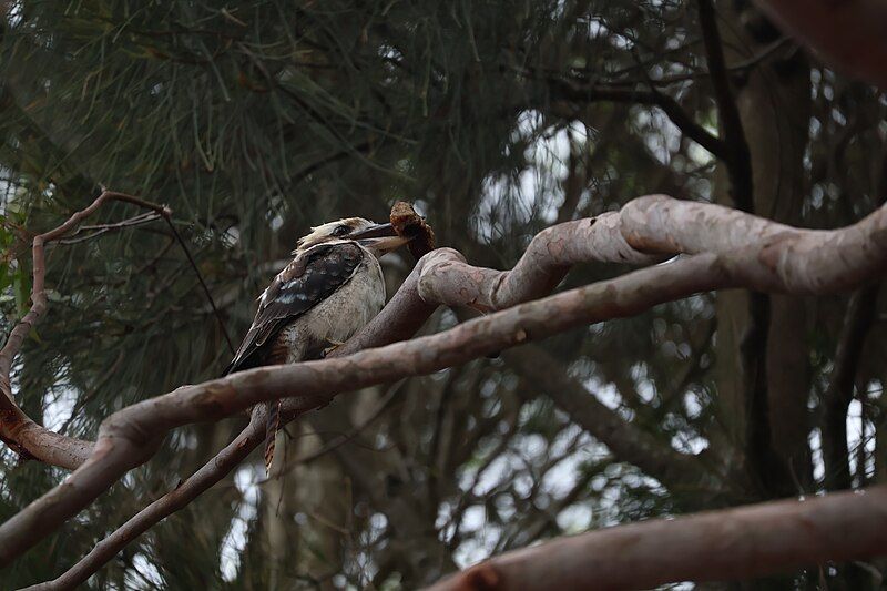 File:Laughing kookaburra snatch.jpg