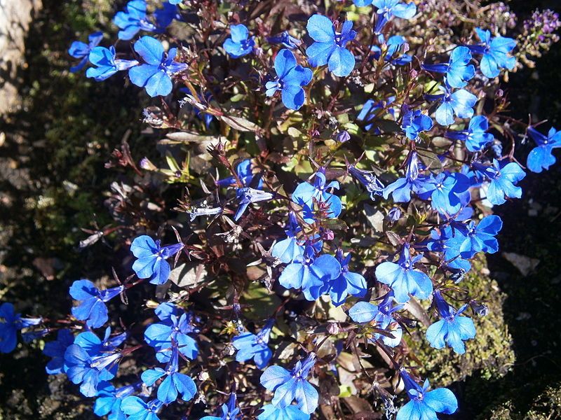 File:Lobelia erinus01.jpg