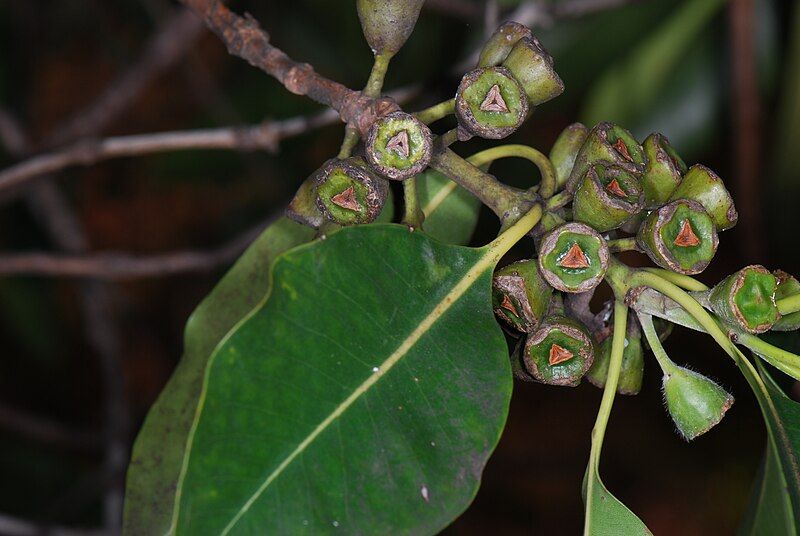 File:Lophostemon confertus Pengo.jpg