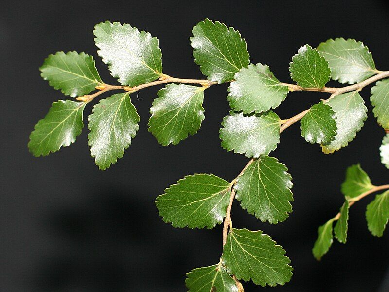 File:LophozoniaMenziesiiFoliage.jpg