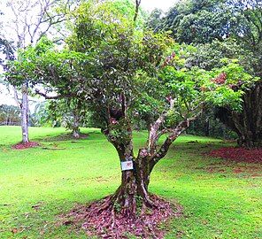 Tree in Panama