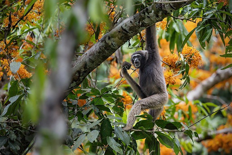 File:Müller's Gibbon 0A2A2463.jpg