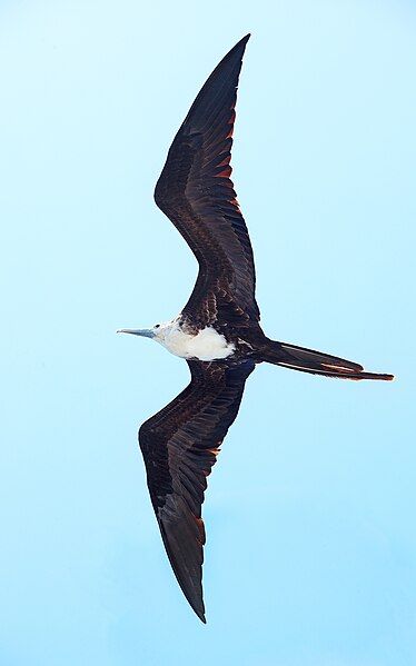 File:Magnificent-Frigate-juvenile.jpg