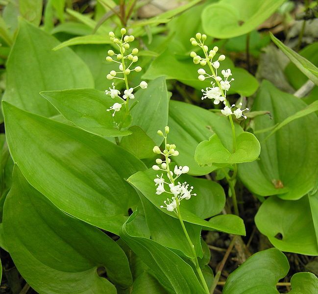 File:Maianthemum bifolium1.jpg